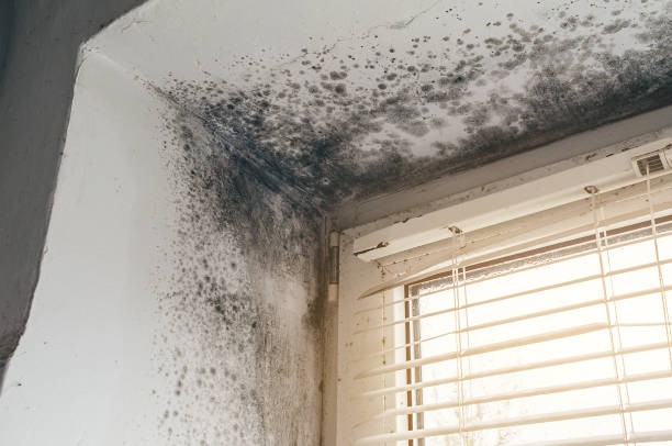 Affordable Mold Cleanup solutions in Cambridge, IL