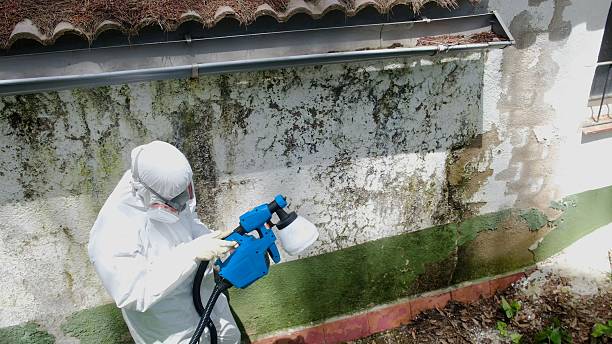Trusted Black Mold Removal service in Cambridge, IL - Cheap Mold Removal